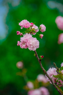 樱花节的雏菊樱
