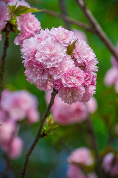 雏菊樱 重瓣樱花