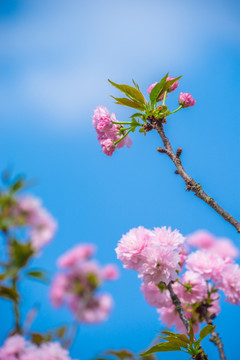 雏菊樱 重瓣樱花