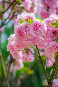 樱花樱树雏菊樱