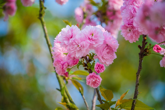 满树樱花