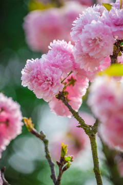 满树樱花