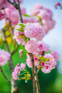 满树樱花