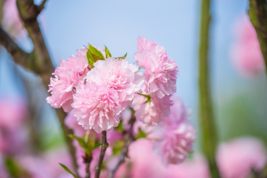 日本樱花