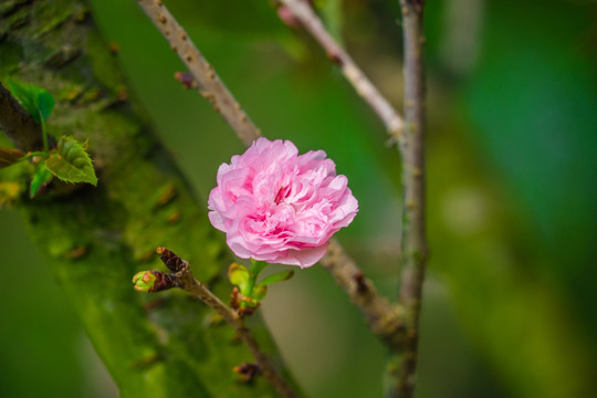 日本樱花