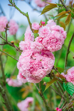 樱花 雏菊樱