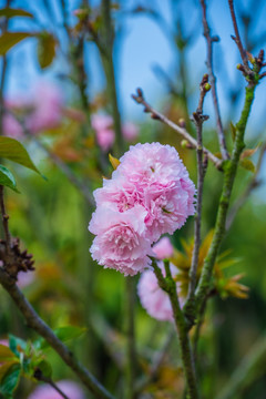 樱花 雏菊樱