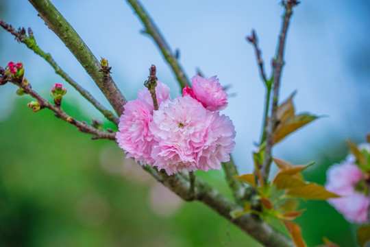 樱花 雏菊樱