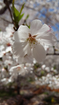 樱花特写