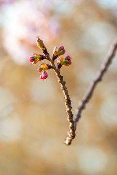 花苞