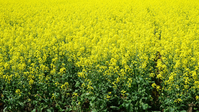 油菜花