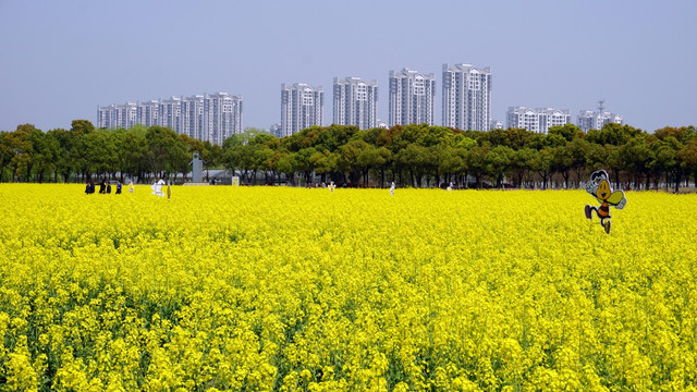 油菜花