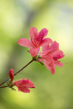 杜鹃花 映山红 特写