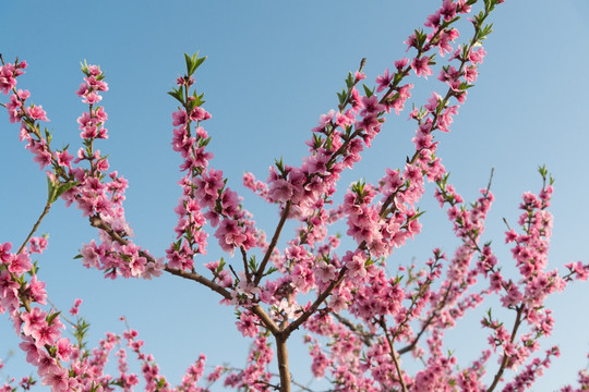 桃花