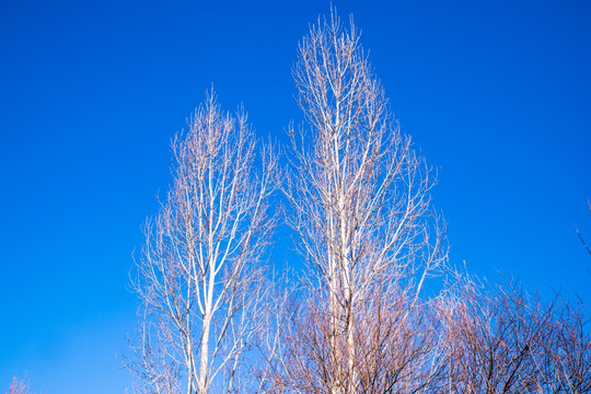 蓝天树木