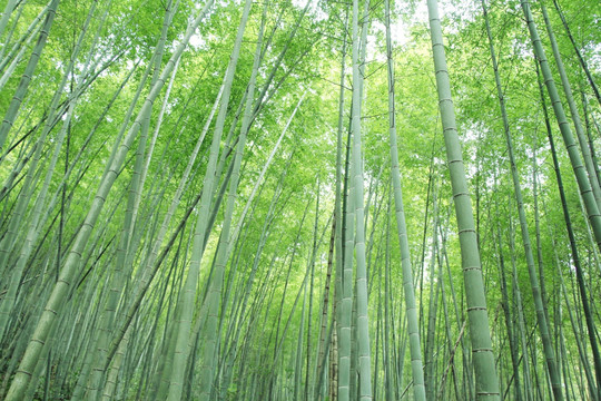 竹 竹子