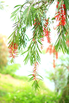 植物 花 背景虚化