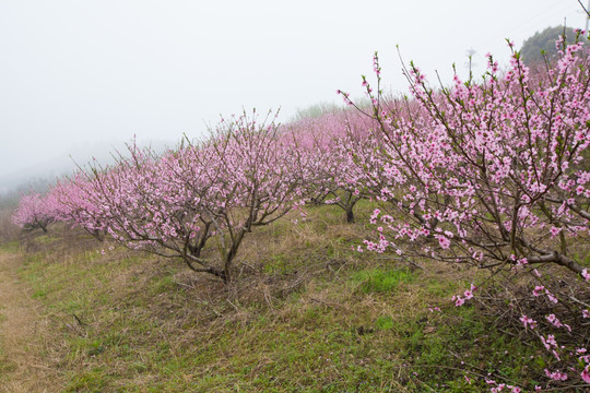 春天 桃花