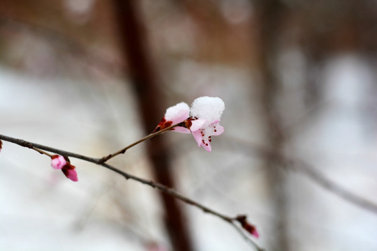 雪映桃花