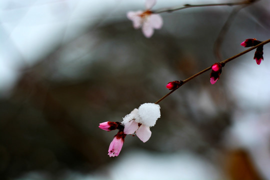 雪映桃花