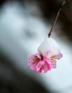 雪映桃花