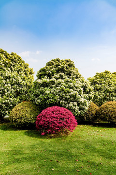 花圃景色