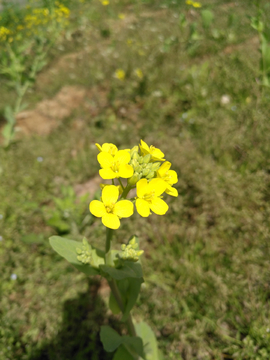 油菜花