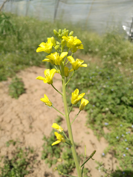 油菜花