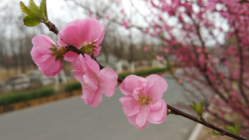 野桃花