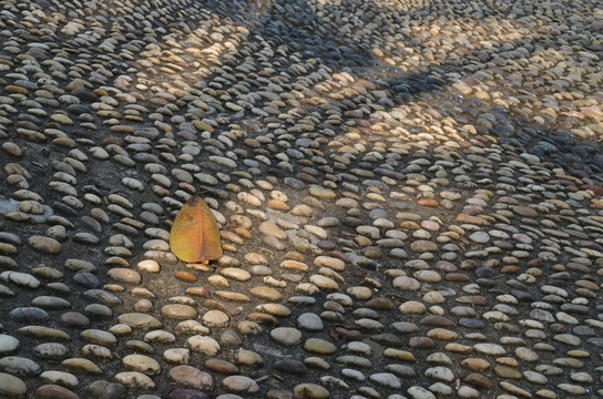 石子路上的落叶