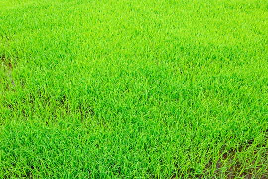 秧苗 水稻