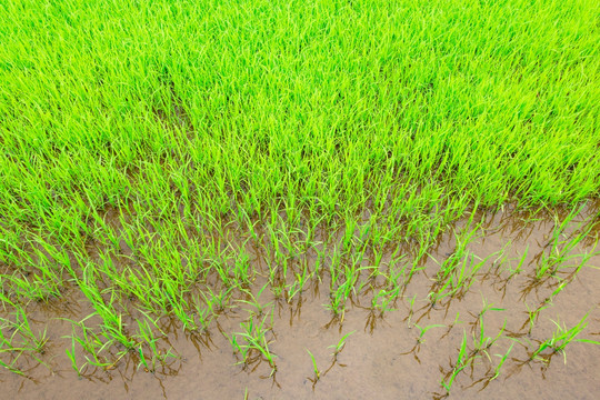 秧苗 水稻