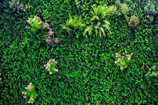绿植背景墙 植物背景墙