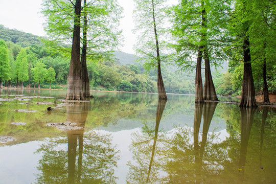 油画春天水杉