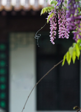 春天 紫藤花