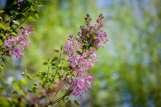 丁香花