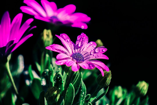 雏菊