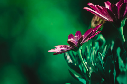 雏菊