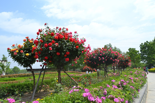 繁花锦绣