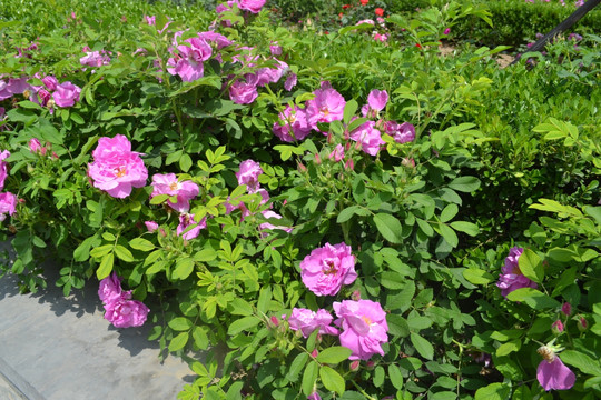 牡丹花