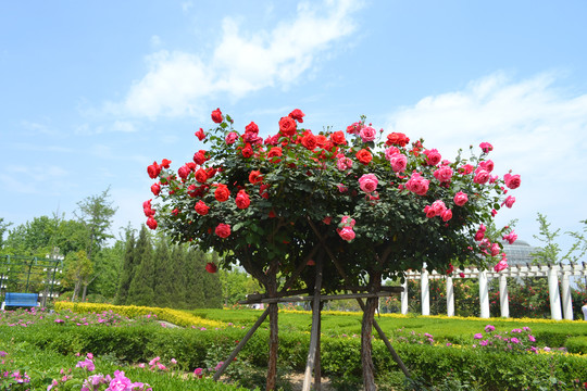 繁花锦绣