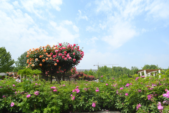 花海
