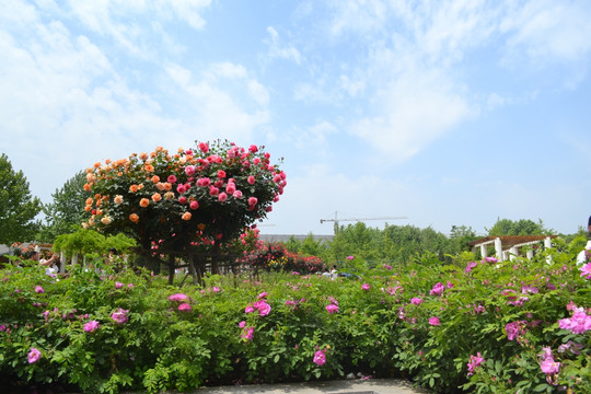 花海