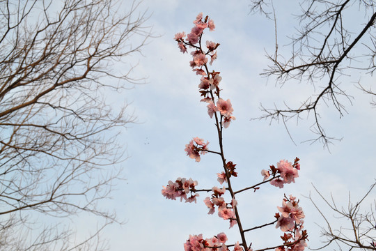 桃花