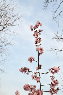 桃花