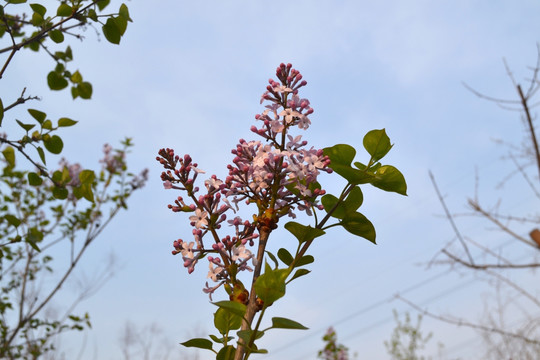花枝