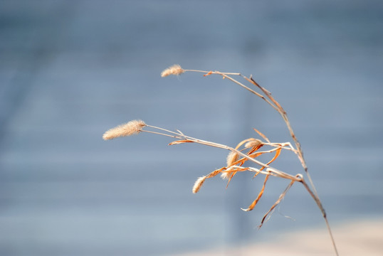 狗尾草