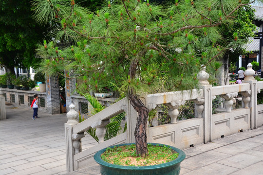 绿树
