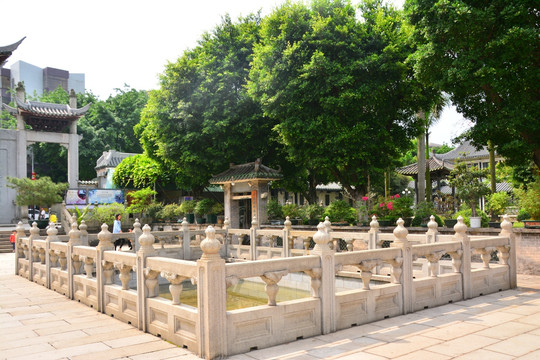 绿树