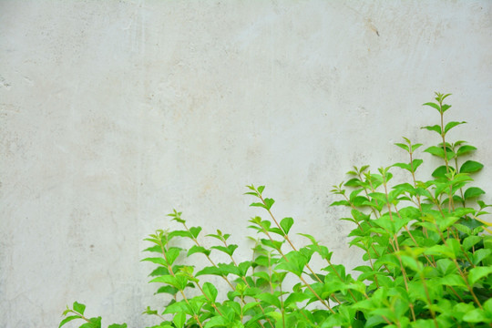 植物墙